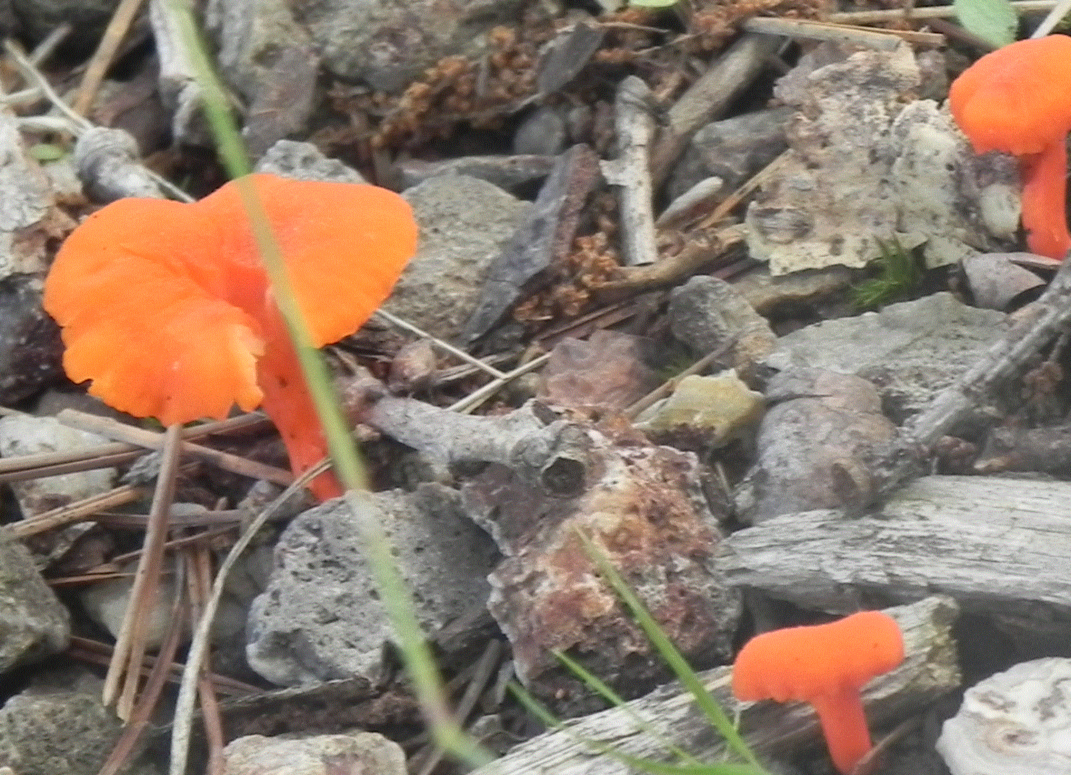 Attached picture mushroom orange 1.gif